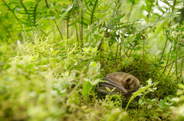 Obraz premium Dark-skinned fruit bat (Sturnira erythromos) resting on a tree