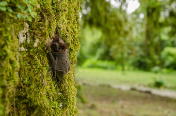Dark-skinned fruit bat (Sturnira erythromos) perched on moss