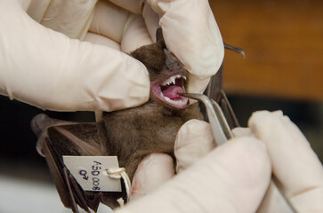 Dark-skinned fruit bat (Sturnira erythromos) examination
