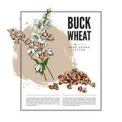 Fototapeta premium Buckwheat branch with flowers, leaves and seeds sketch vector label design, hand drawn blossom plant, cereal crops