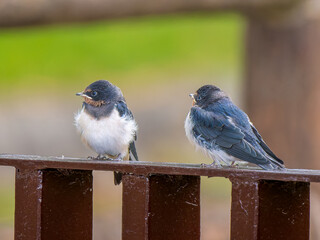 柵にとまるツバメ