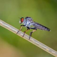 Naklejka premium A robber fly sitting on a rope
