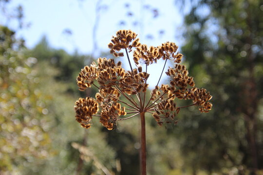 planta flor Thapsia villosa   