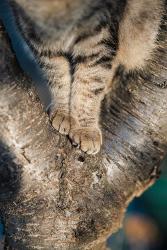 close up of a cat