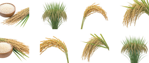 Collection of rice in various forms, showcasing the journey from plant to grain © Romin IT
