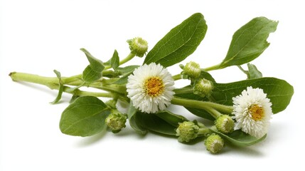 Bhringraj: Ancient Herbal Remedy from Asia - Eclipta Alba (False Daisy) on White Background for Alternative Medicine Enthusiasts