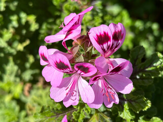 Beautiful Pink Geranium flowers (lat.- Pelargonium) © irairopa