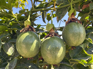 Passion fruit (lat.- Passiflora)