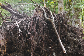 Fototapeta premium Exposed roots of a fallen tree in Robe Canyon, Washington, showing natural erosion, forest decay, and rugged Pacific Northwest wilderness detail.