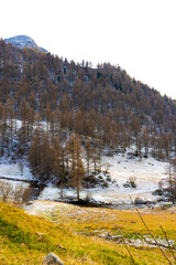 autumn forest in the mountains
