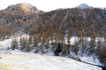 winter forest in the mountains