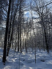 Laurentian forest in winter, Quebec, Canada