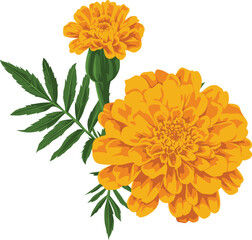 A vibrant illustration of two bright orange marigold flowers with green leaves against a white background