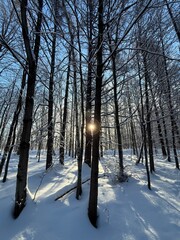 Laurentian forest in winter, Quebec, Canada