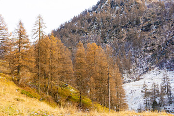 autumn forest in the mountains