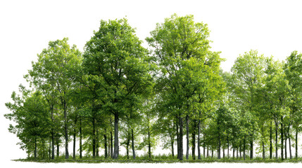 Green forest tree line isolated on transparent background