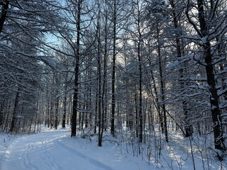 Laurentian forest in winter, Quebec, Canada
