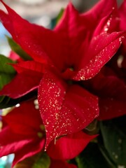 gros plan sur une fleur de poinsseta rouge pour la décoration de noel