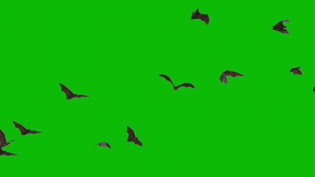 Giant bats isolated on green screen. Indian flying foxes lat. Pteropus medius in Super slow motion flight. Perfect for compositing, VFX, wildlife content, and nature documentary. ProRes 422 video.