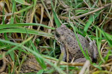 Andean spiny toad (Rhinella spinulosa), perched in the grass