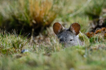 Small Andean rodent (Auliscomys Sp.) peeking out of the grass, hidden.