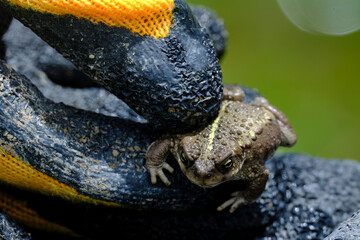 Biological monitoring of amphibians, in the photo capture of spiny toads (Rhinella spinulosa)