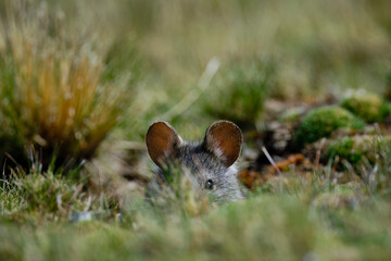 Small Andean rodent (Auliscomys Sp.) peeking out of the grass, hidden.