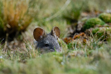 Small Andean rodent (Auliscomys Sp.) peeking out of the grass, hidden.