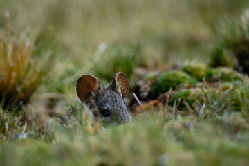 Small Andean rodent (Auliscomys Sp.) peeking out of the grass, hidden.