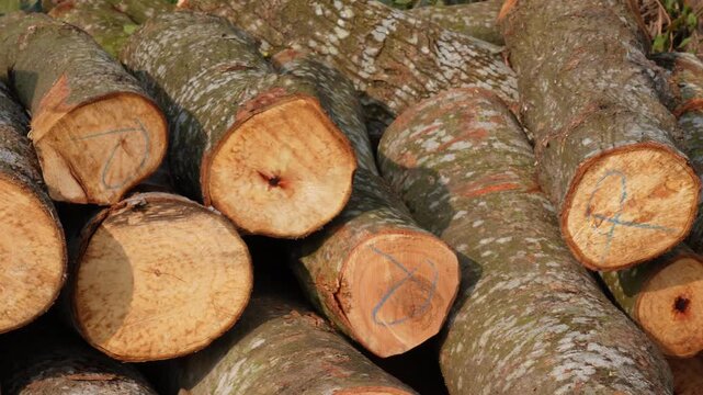 large stack of cut wood logs