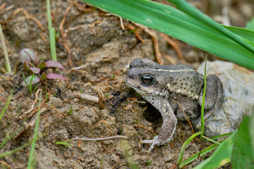 Andean spiny toad (Rhinella spinulosa), perched in the grass