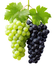 Obraz premium Green and black grape clusters with fresh leaves hanging side by side on transparent background