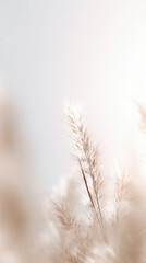 Soft beige pampas grass stalks in gentle backlight, airy minimal nature scene with warm glow
