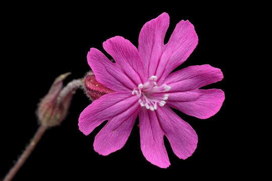 Delicate Pink Blossom of Silene Viscaria: A Wildflower Isolated Against a Soft Background