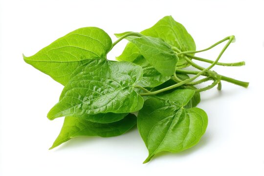 Detailed Close-up of Guduchi Herb: Fresh Green Leaves and Twisting Stem Isolated on White, Showcasing Natural Medicinal Qualities in Traditional Medicine