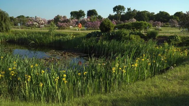 Blooming lilac trees, yellow irises, and lily pads surround a tranquil pond in Dobele Lilac Garden, with benches and green lawn under clear skies in a structured spring landscape. 