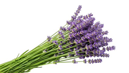 Bunch of fresh lavender flowers with green stems isolated on a transparent background purple