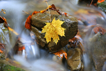 autumn leaf on wet stone