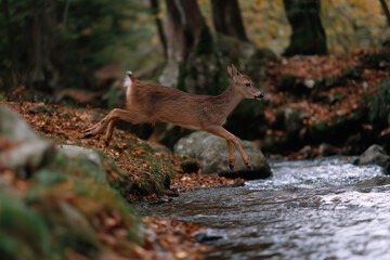 Obraz premium A graceful deer leaps lightly over a sparkling stream in a tranquil forest setting, showcasing the beauty of wildlife and the harmony found within nature's embrace.