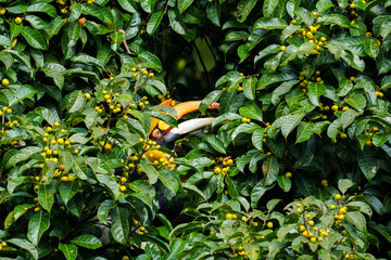 Greater hornbill in between fruiting tree © gokswildshutter