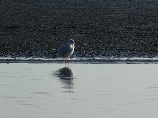 Reflection of the seagull
