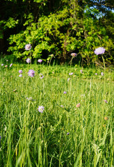 Fototapeta premium Field scabious (Knautia arvensis) blooming in a natural meadow. The purple wildflower stands on a slender stem with delicate petals, surrounded by soft green grasses and blurred background.
