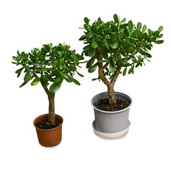 Two beautifully formed crassula flowers on a white background
