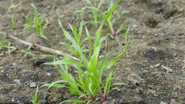 young goosegrass green plant growing in soil