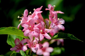 planta flor Weigela sp.
