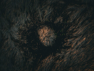 Aerial view of a beaver-dam surrounded by a circular patch of lighter grass, creating a striking contrast of tones and textures, Boston, Massachusetts, United States.