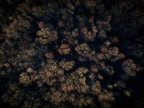 Aerial view of a dense tapestry of trees with muted greens and browns, creating a textured landscape from above, Boston, Massachusetts, United States.