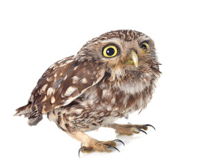 Fototapeta premium Little owl