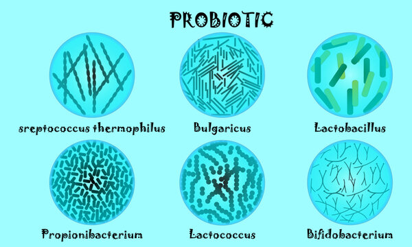 Probiotic Bacteria Illustration with Labeled Microorganisms