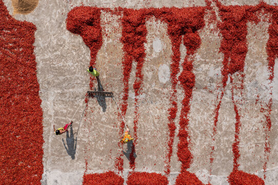 Aerial view of vibrant red chilies spread out to dry under the sun, casting long shadows beside workers in Sariakandi, Rajshahi Division, Bangladesh.